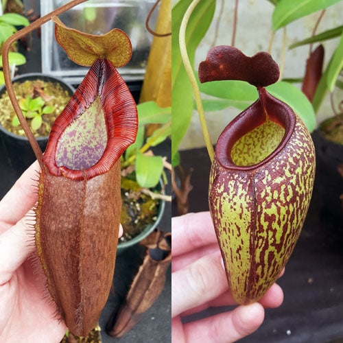 Nepenthes Dreaming Artist