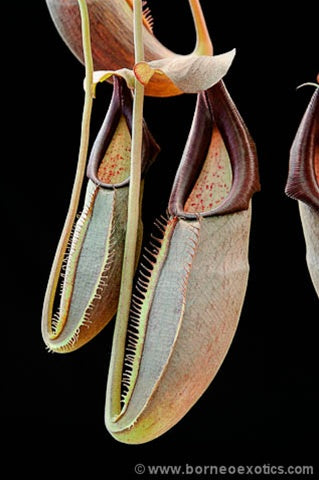 Nepenthes bongso 