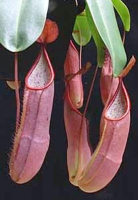 Nepenthes sanguinea 