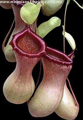 Nepenthes ventricosa 