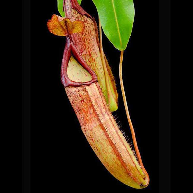 Nepenthes sp. 1