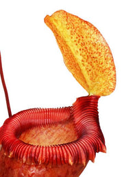 Nepenthes ventricosa x sibuyanensis