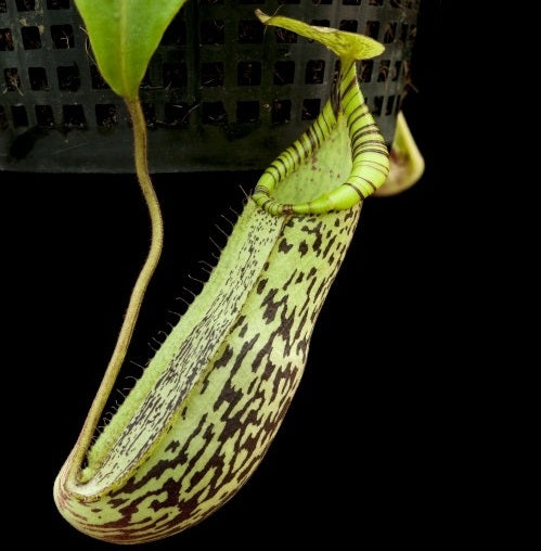 Nepenthes spectabilis x platychila