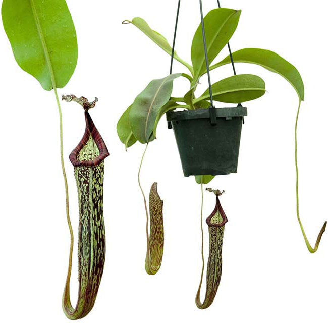 Nepenthes maxima x vogelii