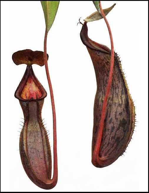 Nepenthes ramispina x spectabilis