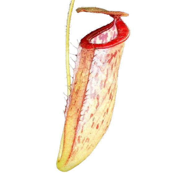Nepenthes glandulifera x tenuis