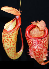 Nepenthes merrilliana x (maxima x talangensis)