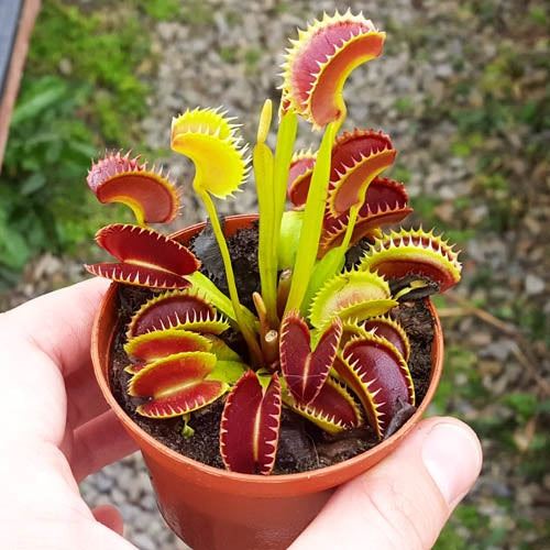 Venus Fly Trap ‘Dente’ | Buy Venus Fly Trap Plant | Predatory Plants