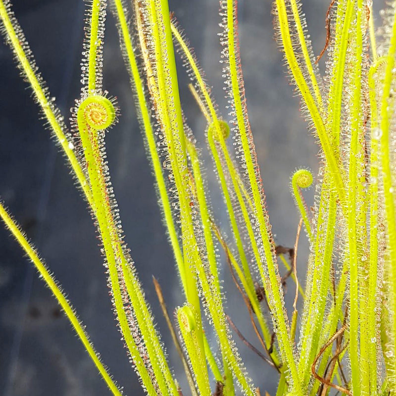 Drosera x 'California Sunset'