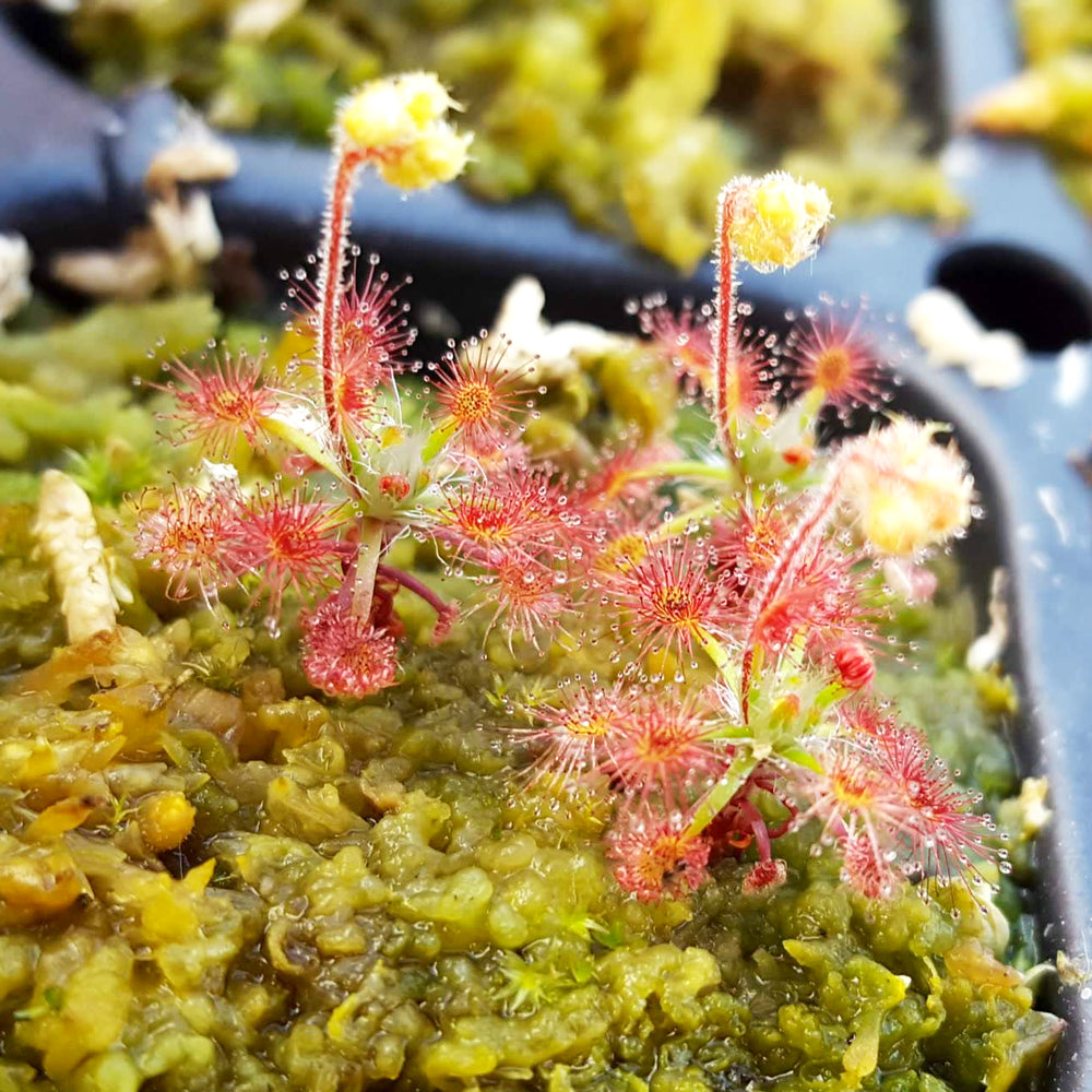 Drosera roseana - Pygmy Sundew