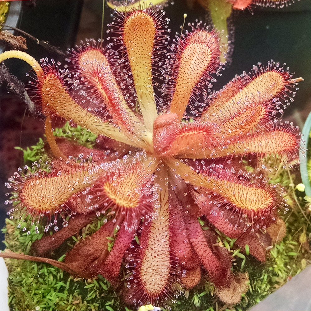 Kit de Germination (Drosera capensis all red) - plante carnivore