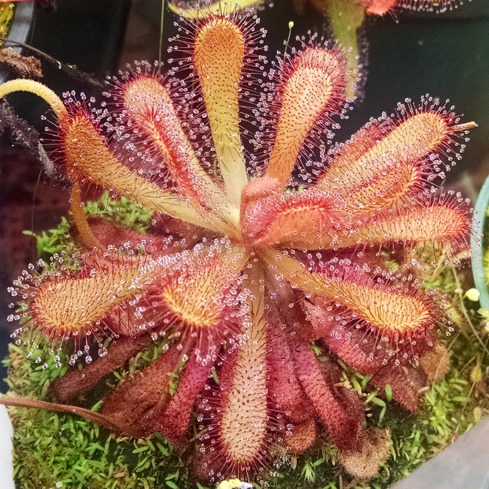 planting drosera seeds Sundew (Drosera) seed kits