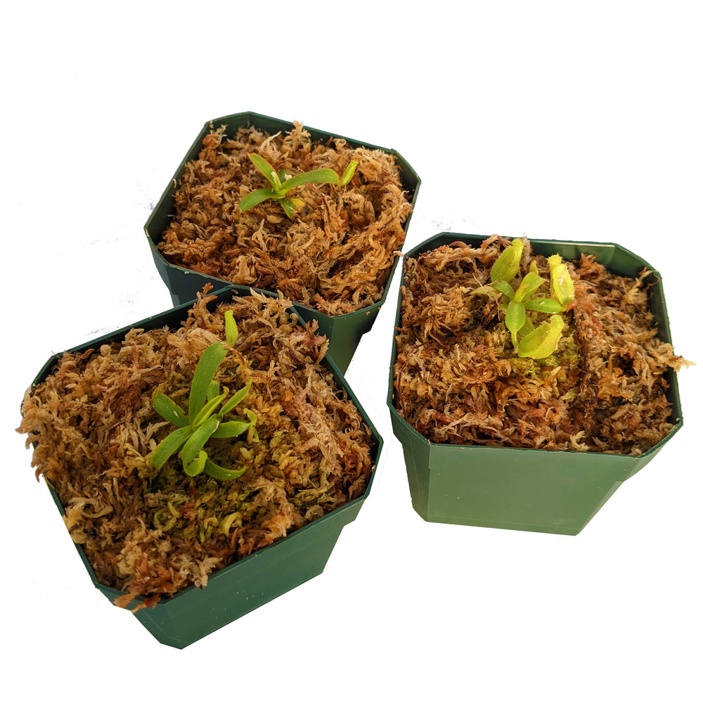 Daily Deal - Seed-grown N. veitchii trio