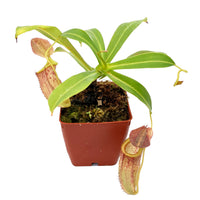 Nepenthes Secret Twinkle