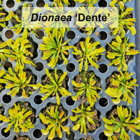Venus flytrap minis