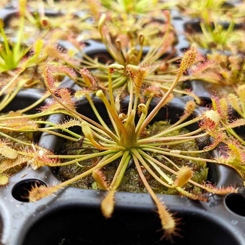 Drosera intermedia 