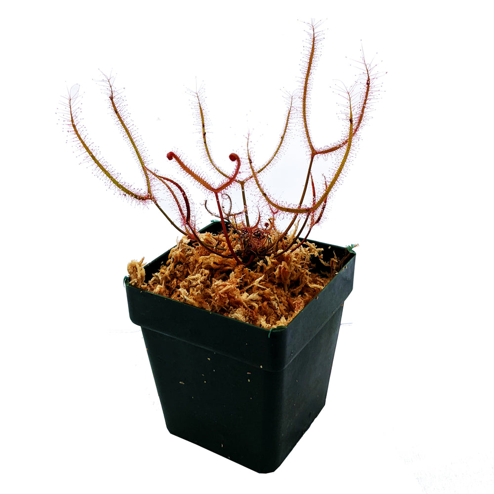 planting drosera seeds Sundew (Drosera) seed kits