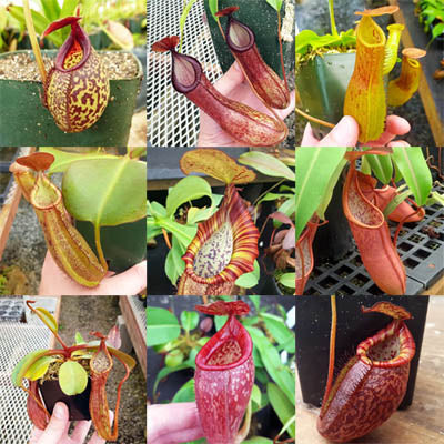 Nepenthes Grab-Bag