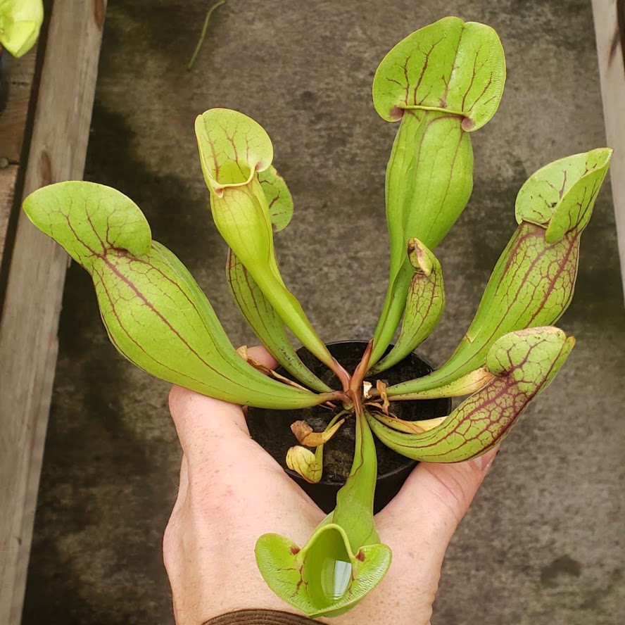 Sarracenia purpurea - Greenhouse Grown