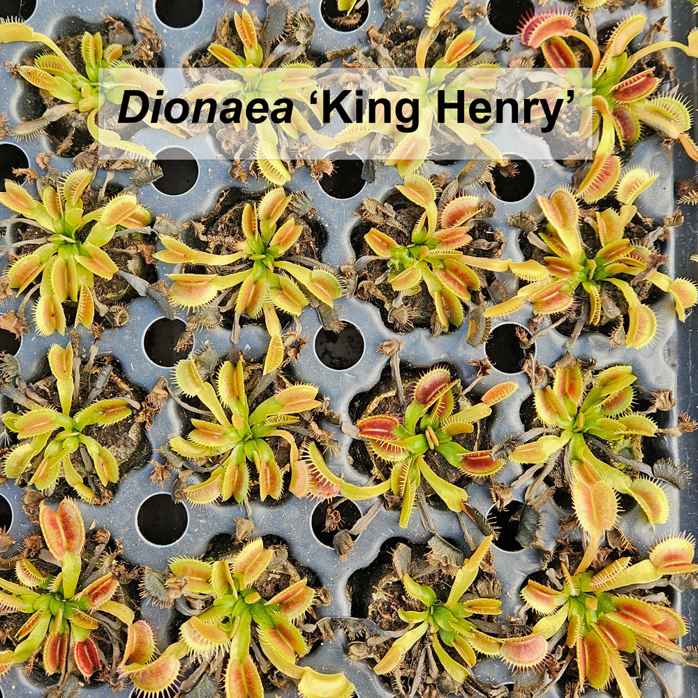 Venus flytrap minis