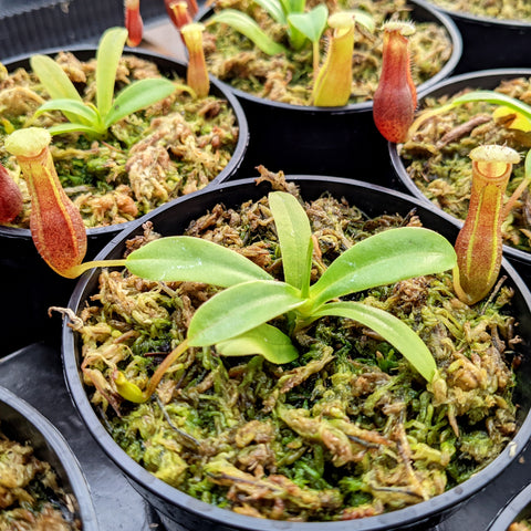 Nepenthes 'Bill Bailey'