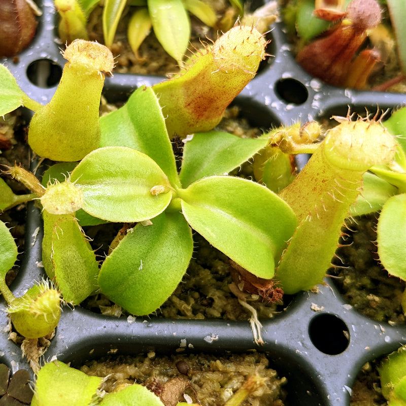 Nepenthes Blessed Tide