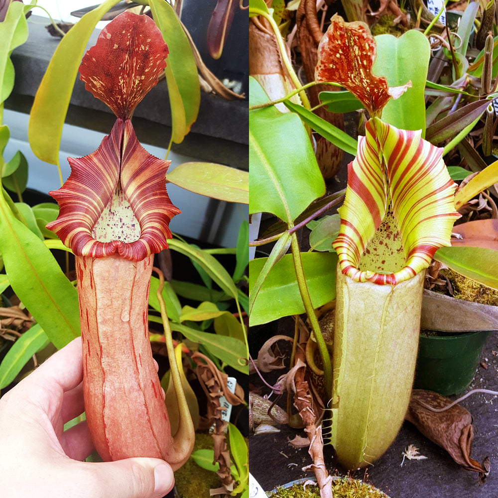 Nepenthes Brilliant Whisper