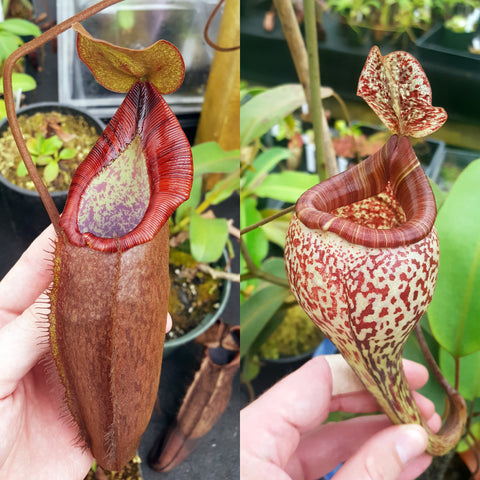 Nepenthes Dream Vision
