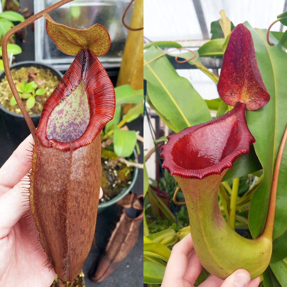 Nepenthes Dream of Battle
