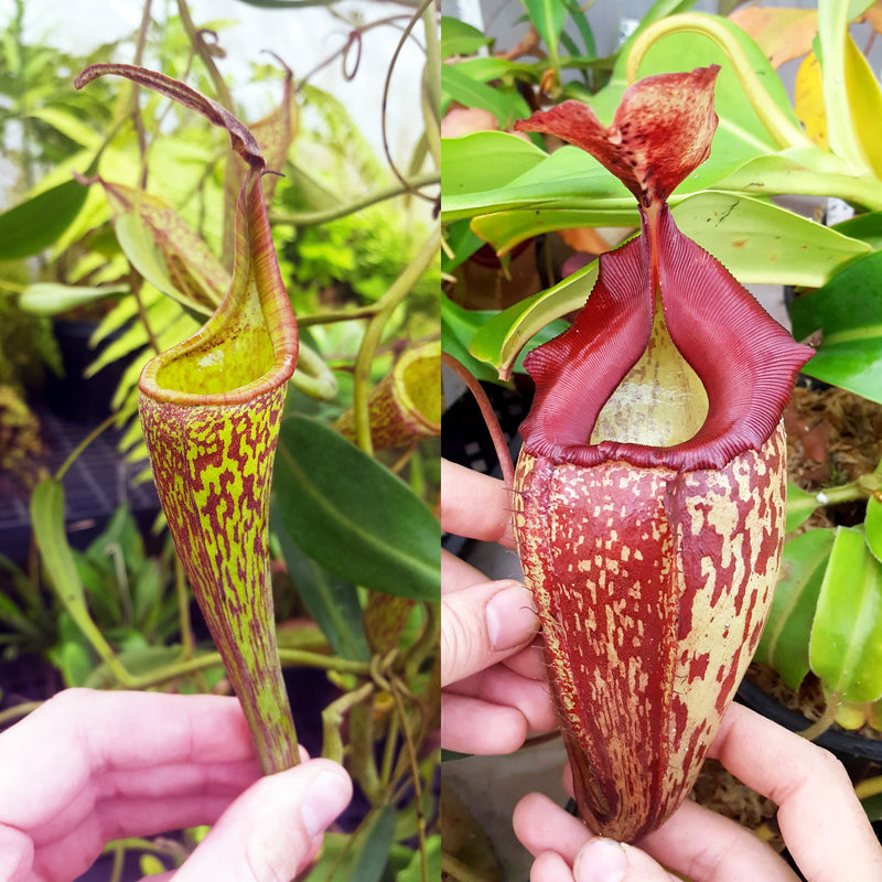 Nepenthes Fancy Mentor