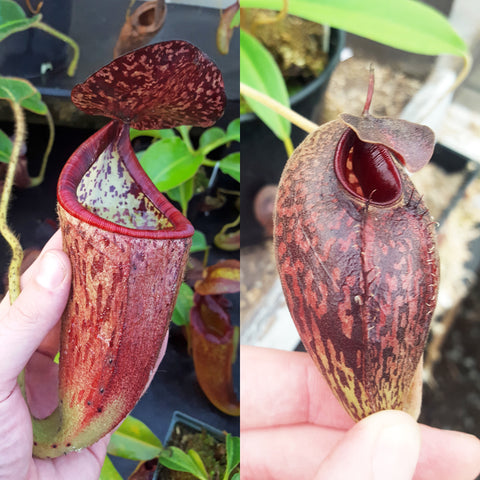 Nepenthes Glorious Angel