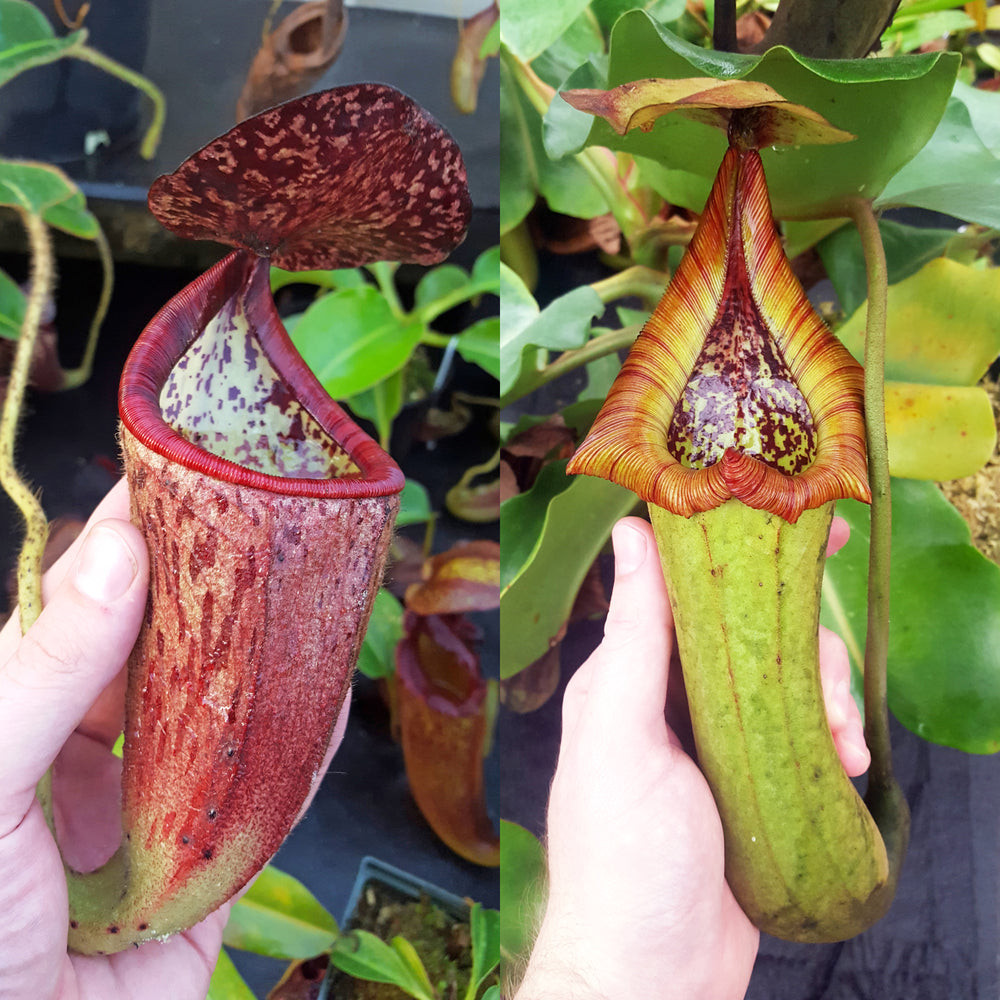 Nepenthes Glorious Tower