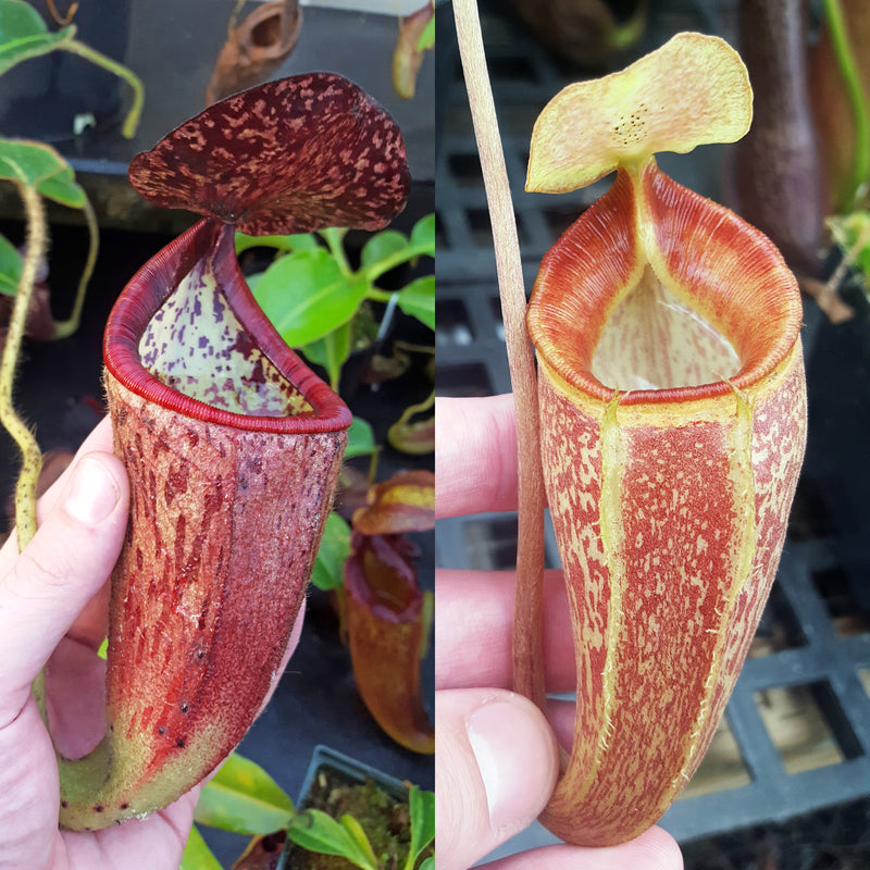 Nepenthes Glorious Triumph
