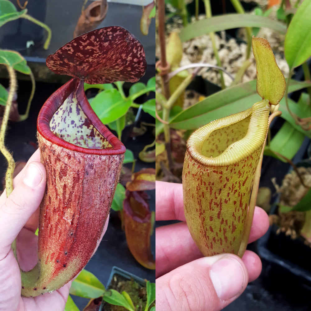 Nepenthes Glorious Trouble