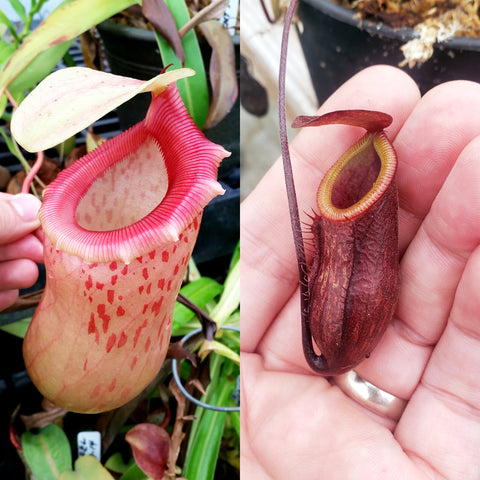 Nepenthes Jolly Pixie