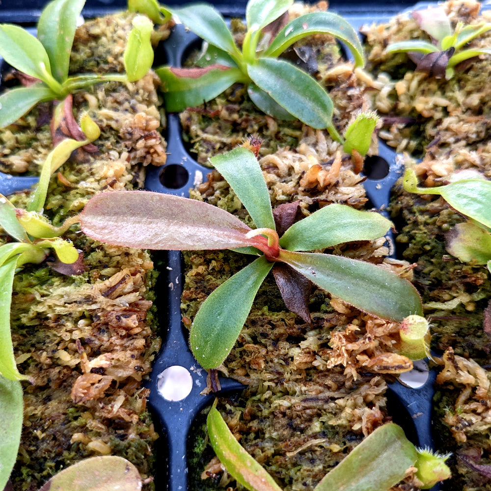 Nepenthes (lowii x veitchii) x boschiana F2