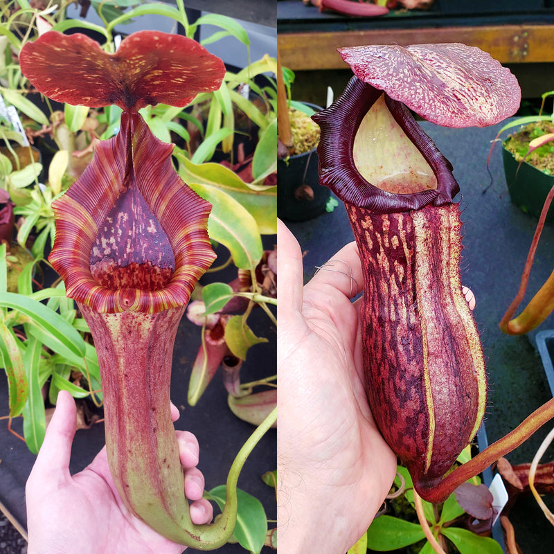 Nepenthes Love Bandit