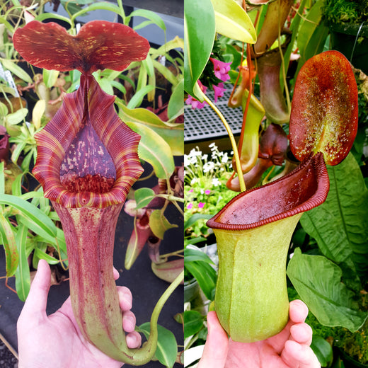 Nepenthes Lovely Beast