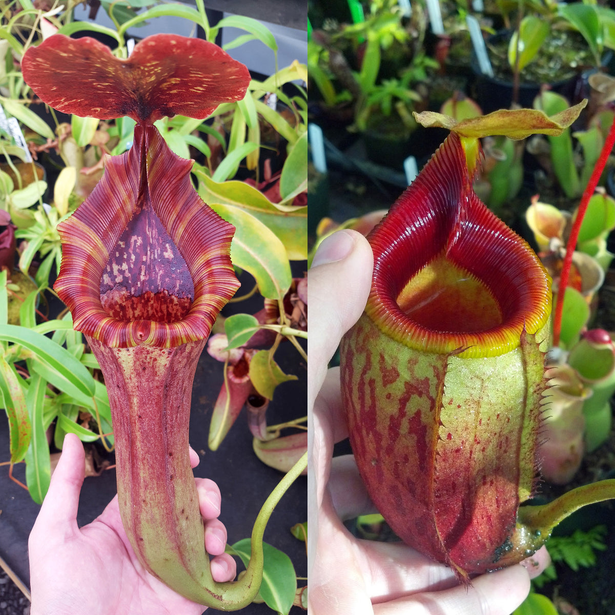 Nepenthes Lovely Mirror | Predatory Plants