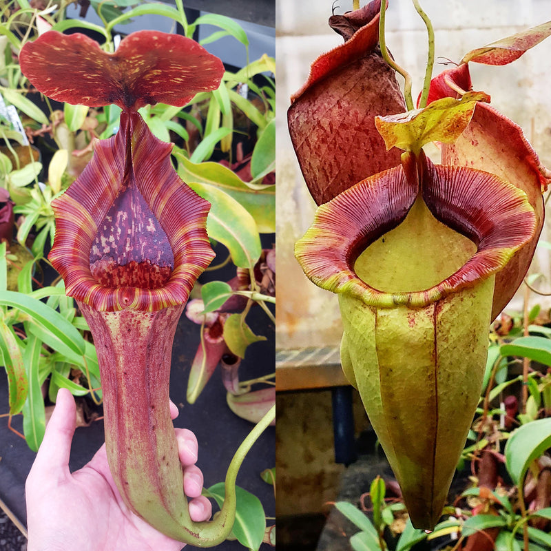 Nepenthes Lovely Spirit