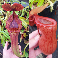 Nepenthes Lovely Victory