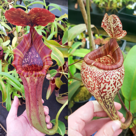 Nepenthes Lovely Vision