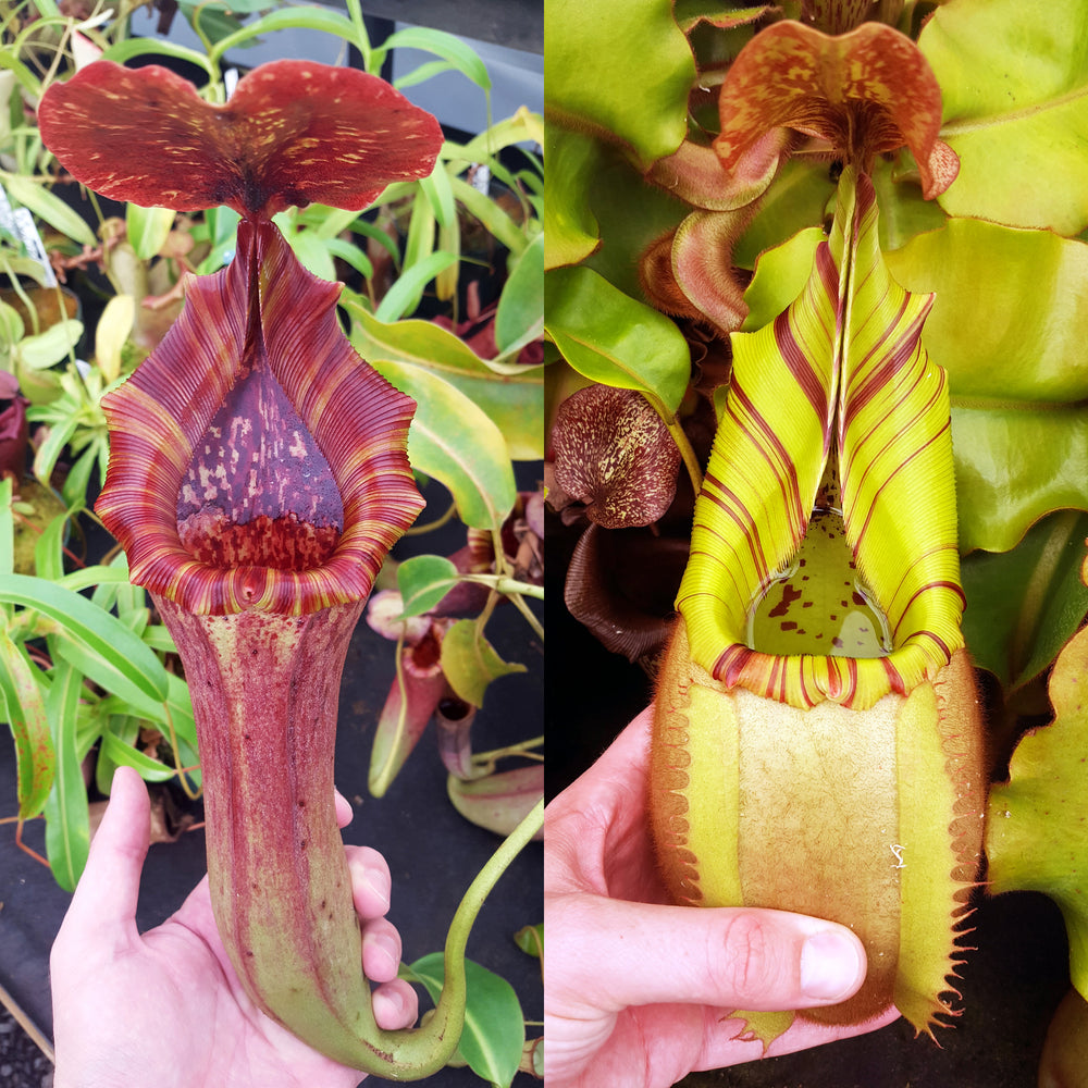 Nepenthes Lovely Vortex
