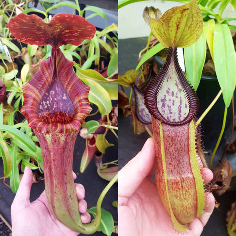 Nepenthes Lovely Serpent