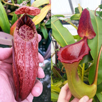 Nepenthes Prince of Battle