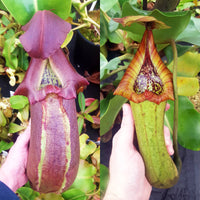 Nepenthes Regal Tower