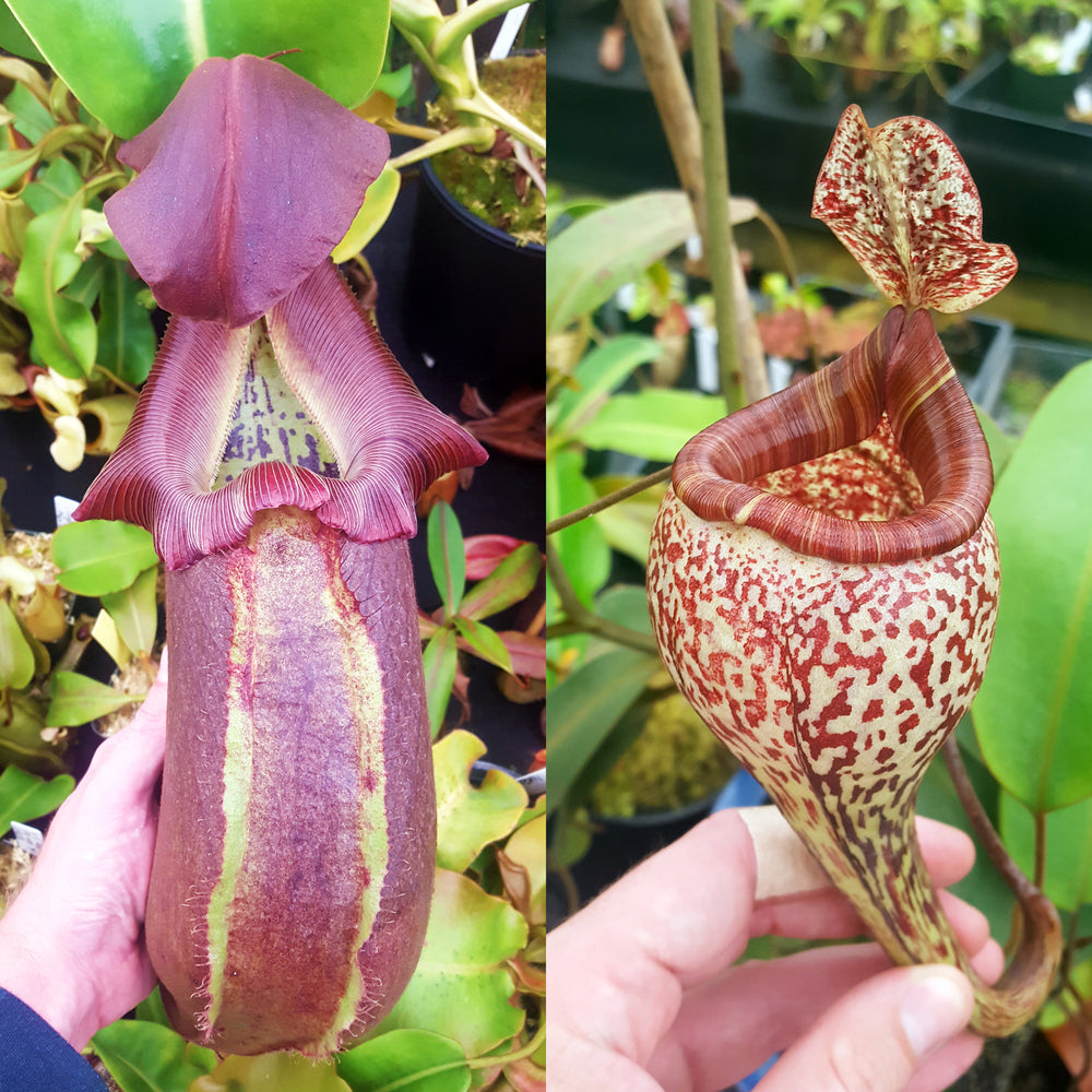 Nepenthes Regal Vision