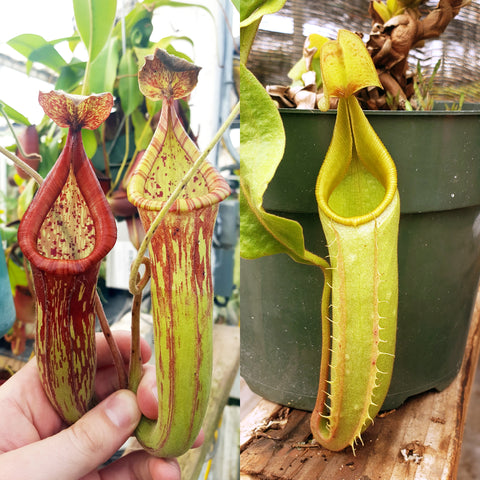 Nepenthes Righteous Valor