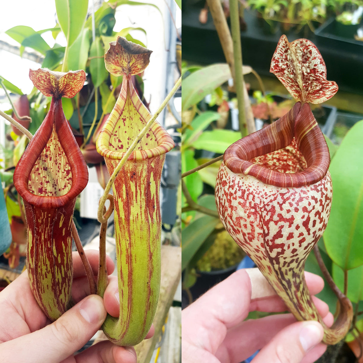 Nepenthes Righteous Valor | Elegant Hybrid | Predatory Plants