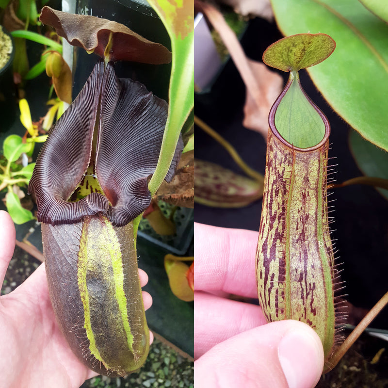 Nepenthes Royal Agent